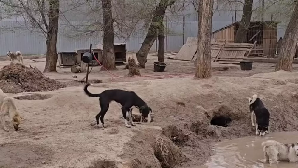 Алматы облысындағы жануарлар панажайы төңірегінде дау туды: әкімдік не дейді?