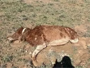 Более 550 голов скота пало за два дня в Казахстане.