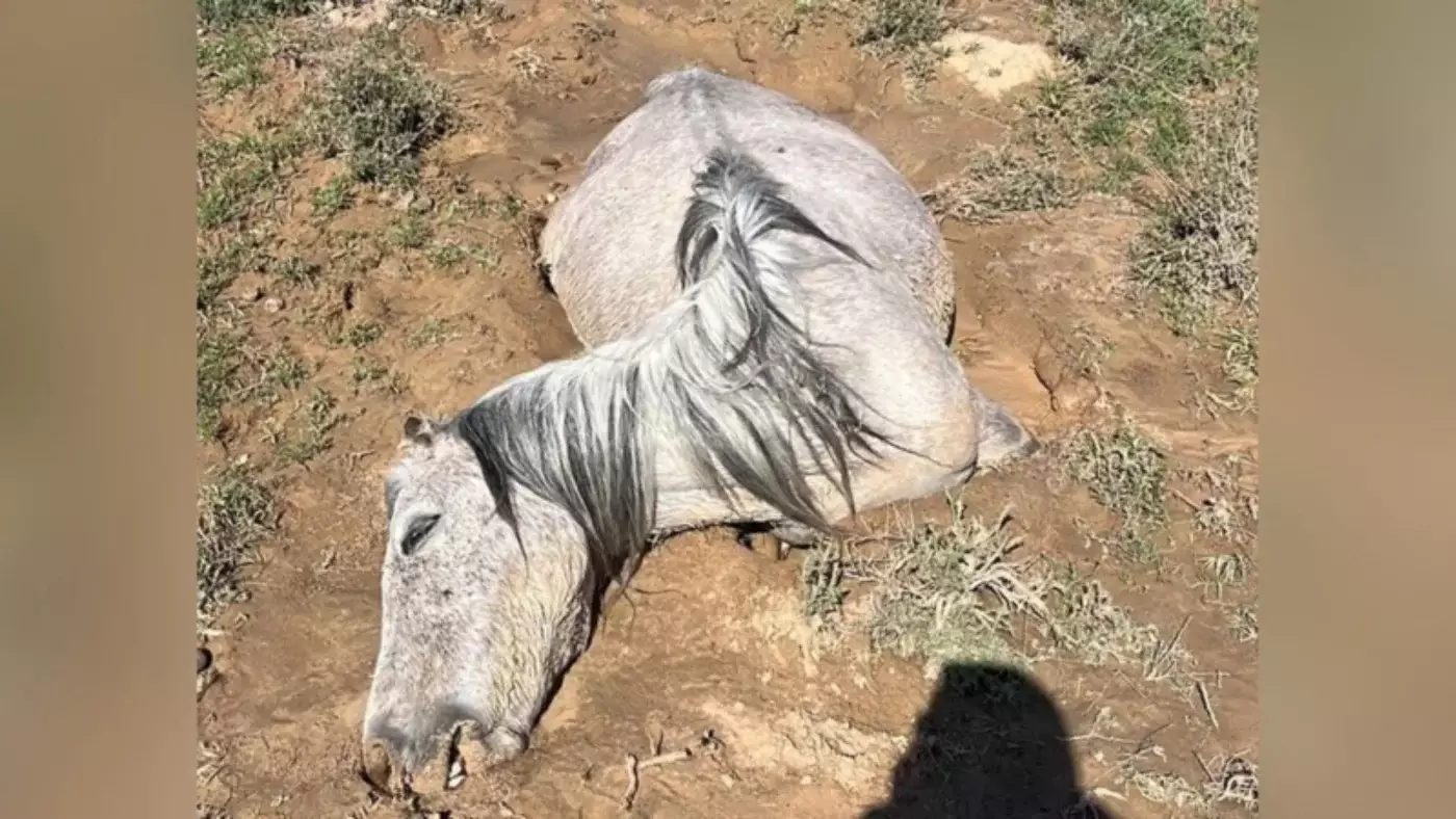 Сильные дожди в Казахстане привели к гибели 550 голов скота за два дня.