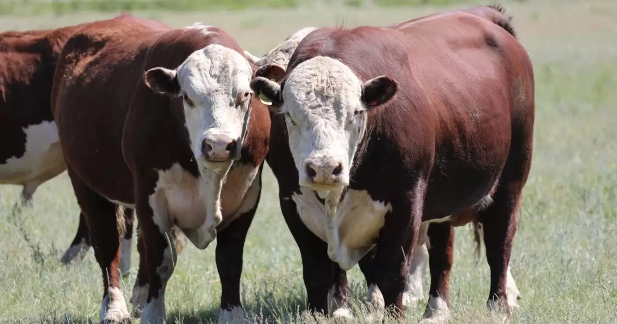  Малға уақтылы вакцина салмаған фермерлер енді айыппұл арқалайды 