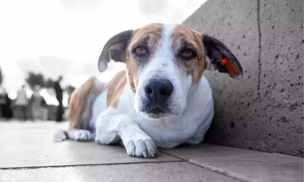 Подпишите петицию, чтобы предотвратить массовое убийство бездомных собак и кошек в Казахстане.