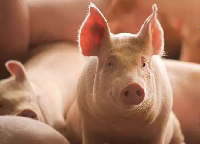 Казахстан вышел на грузинский рынок с необычным продуктом.