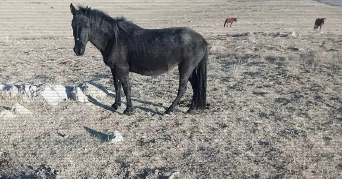  Жамбыл облысында мал ұрлығымен айналысқан екі топ ұсталды 