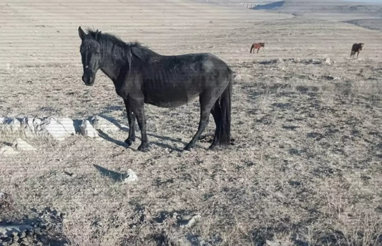 Ущерб на 15 млн тенге: деятельность скотокрадов пресечена в Жамбылской области