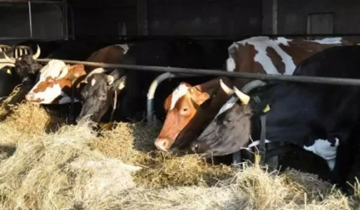 Қазақстанда жеңілдетілген несие алу үшін малды чиптеу міндеттелмек