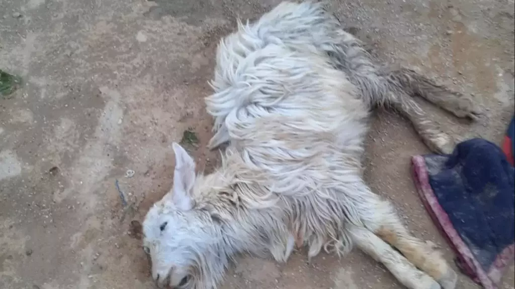 Степной плен: В Мангистау из-за проливных дождей погибло более 550 голов скота