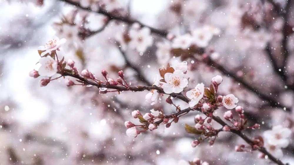Қар және үсік: Қазақстанда алдағы күндері күн суытады