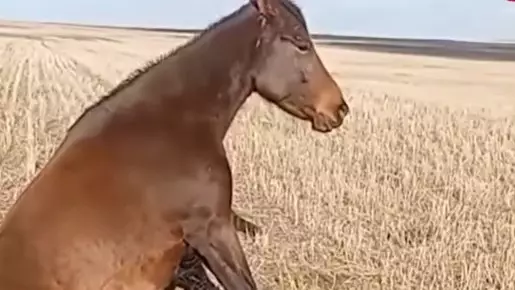 «Сидячая болезнь» у лошадей: что произошло в Акмолинской области