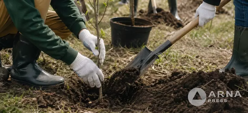 67 тысяч деревьев планируют высадить в этом году в области Абай