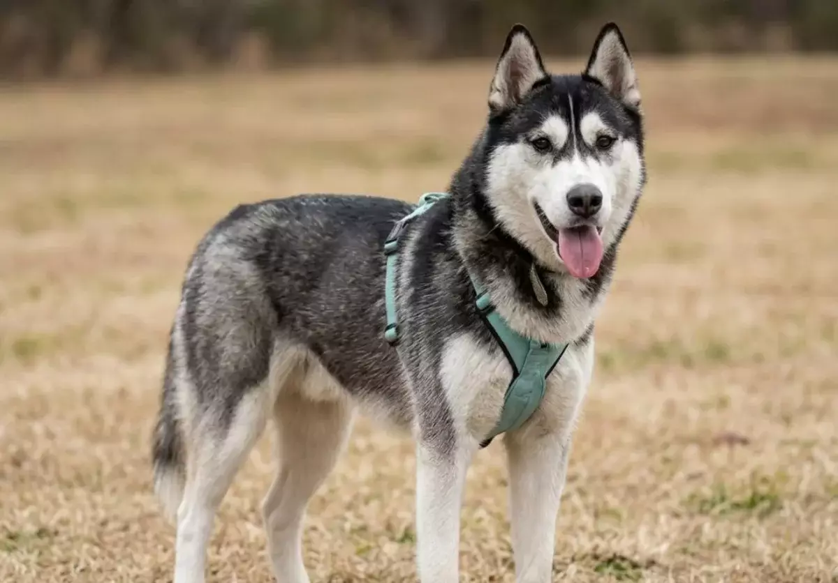 Трое парней спасли жизнь тонущей собаке в Алматы
