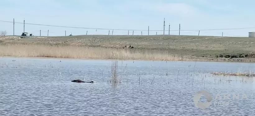 Рыбаки обнаружили туши животных в водоеме близ Семея