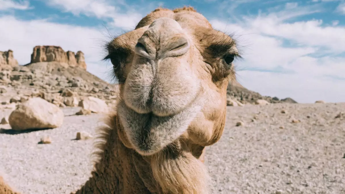 Скандал на конкурсе красоты верблюдов: 20 участников дисквалифицировали за ботокс и филлеры