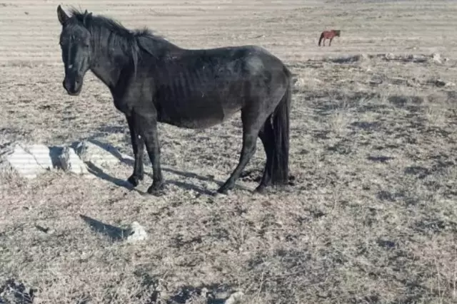 Жамбыл облысында мал ұрлығымен айналысқан екі топ ұсталды