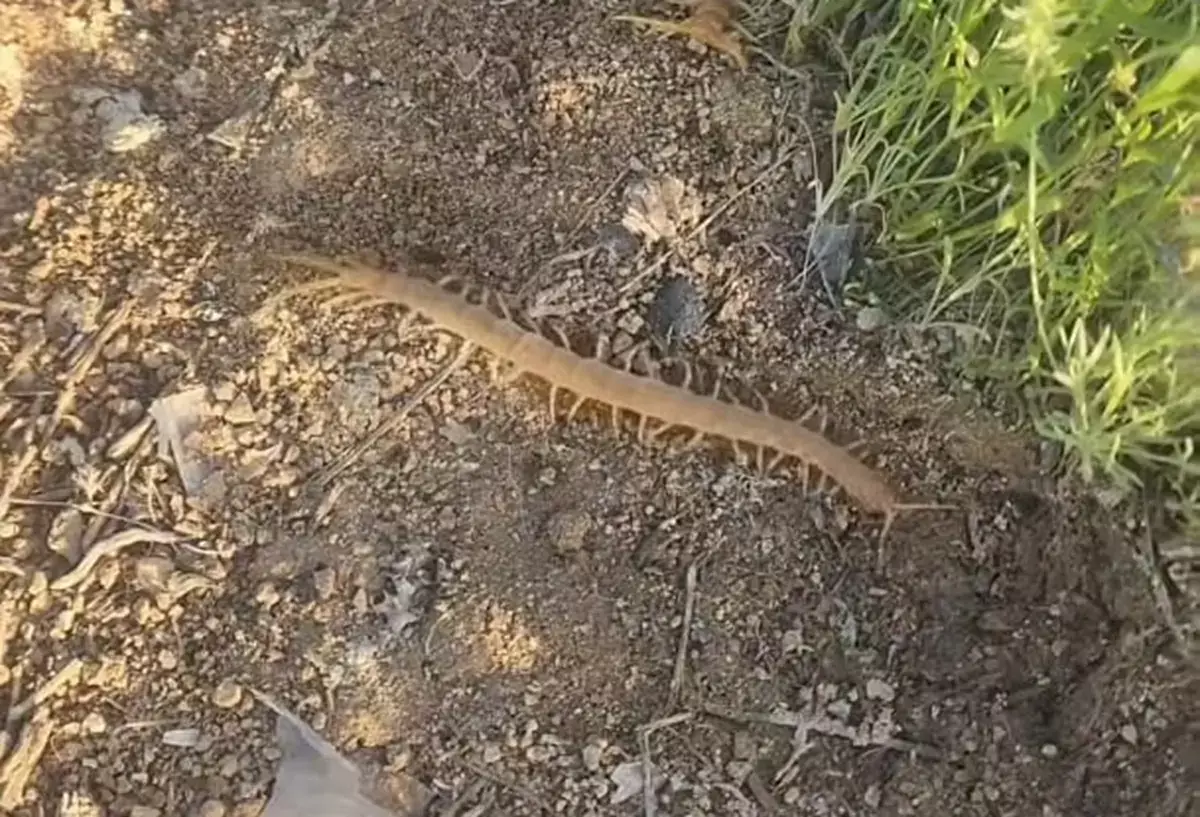 «Не расслабляемся»: жительница Актау сняла в степи пугающее существо, похожее на сколопендру - новости на Lada.kz 24.04.2026