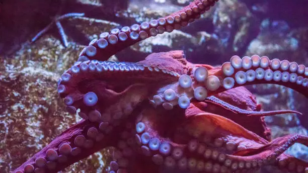 В древних морях могли жить осьминоги длиной до 19 метров