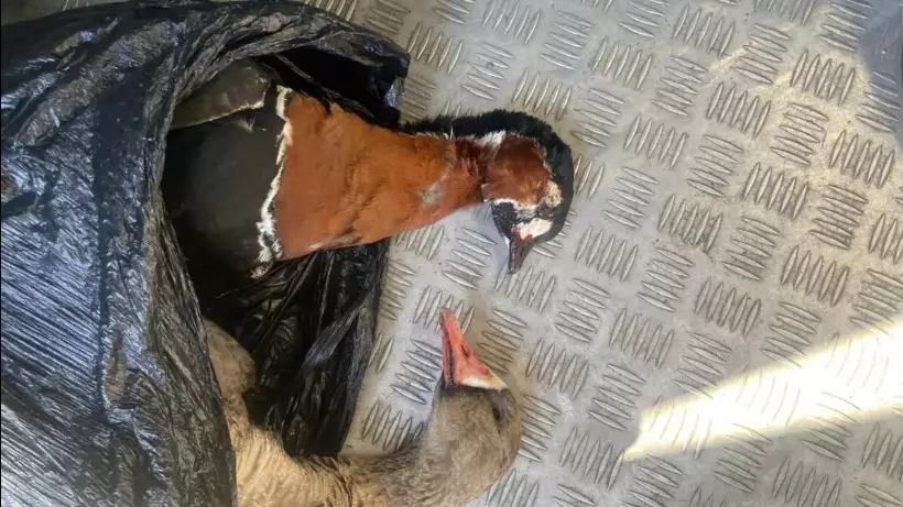 Ақмола облысында сирек кездесетін құстарды заңсыз аулағандар ұсталды