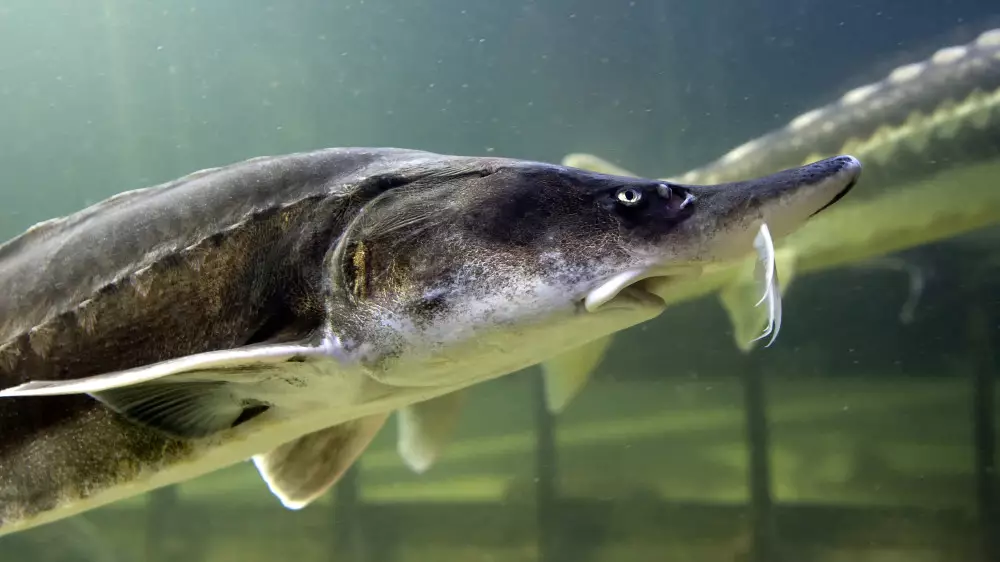 Купил рыбу - сел в тюрьму. Прокуратура предупредила казахстанцев