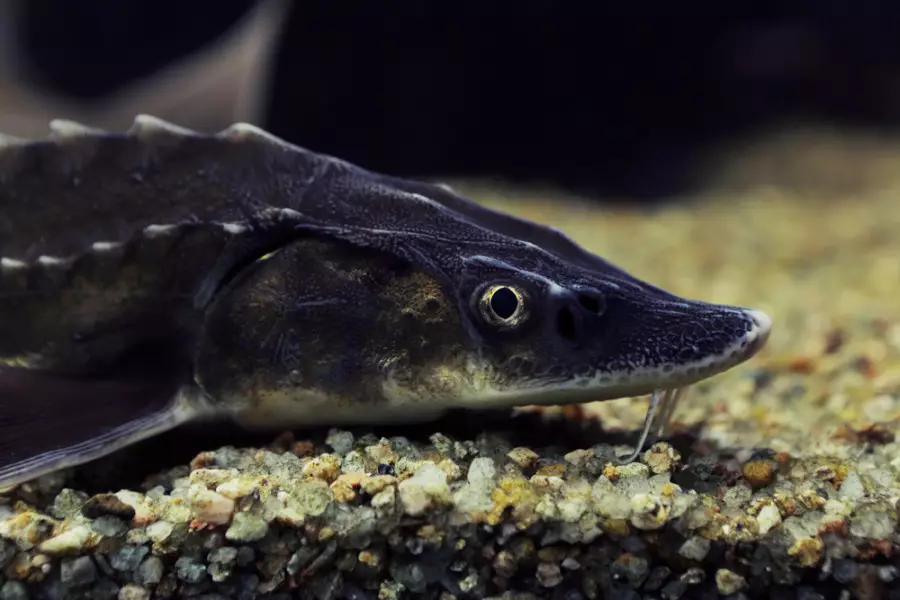 Балық сатып аларда абай болыңыз: прокуратура ескерту жасады