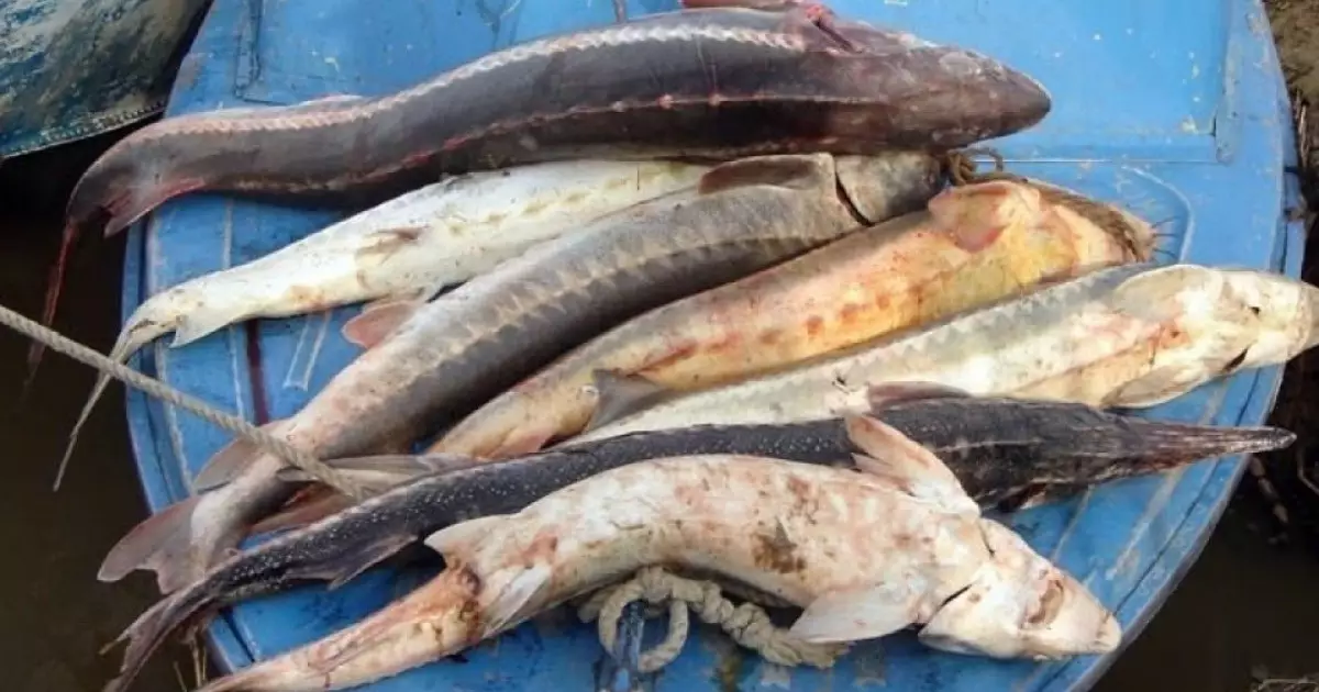  Прокуратура ескертті: Енді балық өнімін сатып алу қылмыс болуы мүмкін 