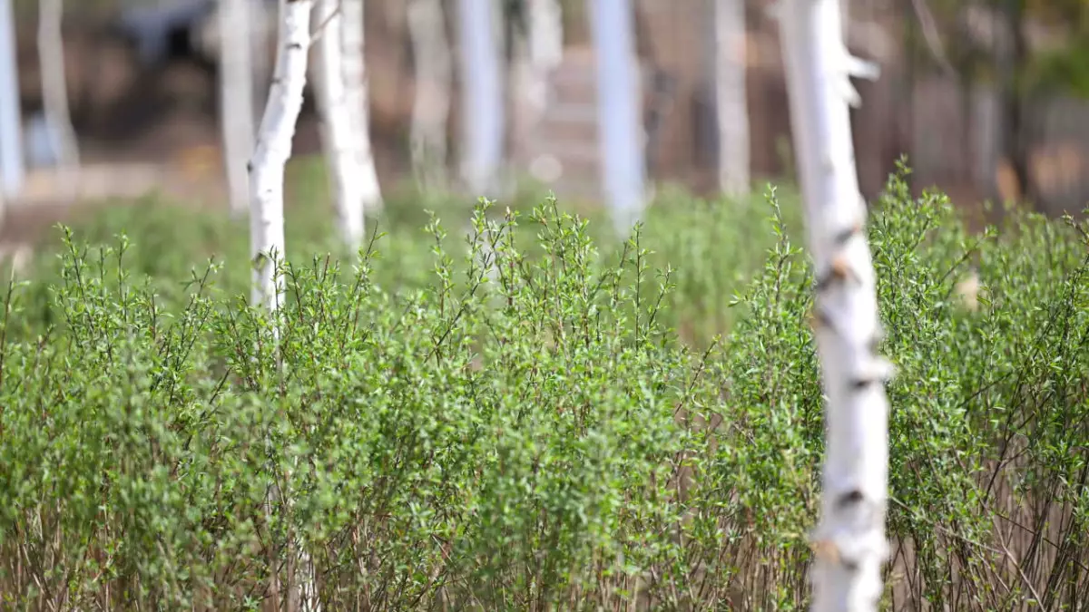 Қазақстанда соңғы 2 жылда 5 млн ағаш отырғызылды