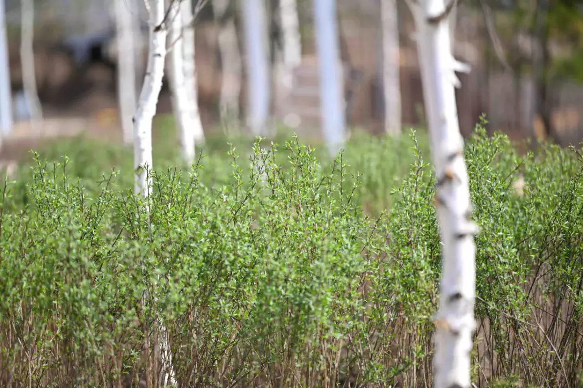 Таза Қазақстан: екі жылда 5,5 миллионға жуық тал егілді