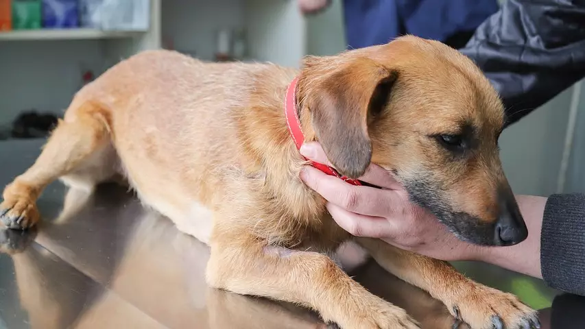 Токаев: Следует ужесточить ответственность за ненадлежащее содержание животных