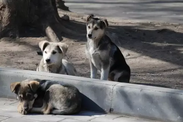 Енді үй жануарларын азаптағандар қылмыстық жауапкершілікке тартылады