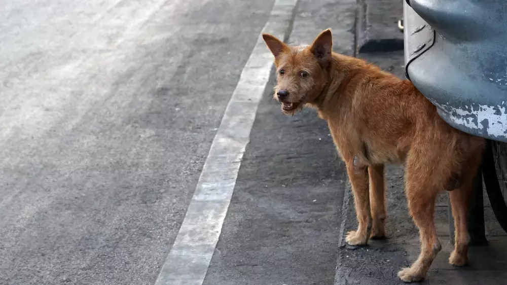 Не повод для разжигания “костров взаимного неприятия“ — Токаев про заботу о бродячих собаках