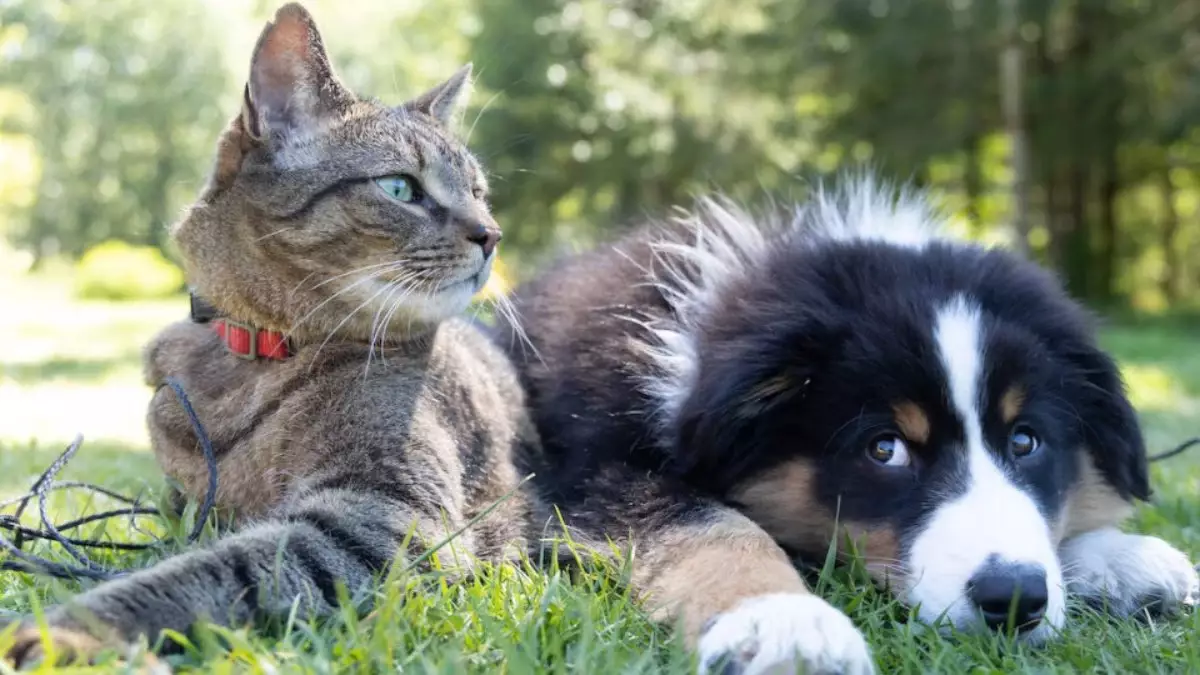 Тоқаев жануарларға қатыгездік үшін жазаны күшейтуді тапсырды