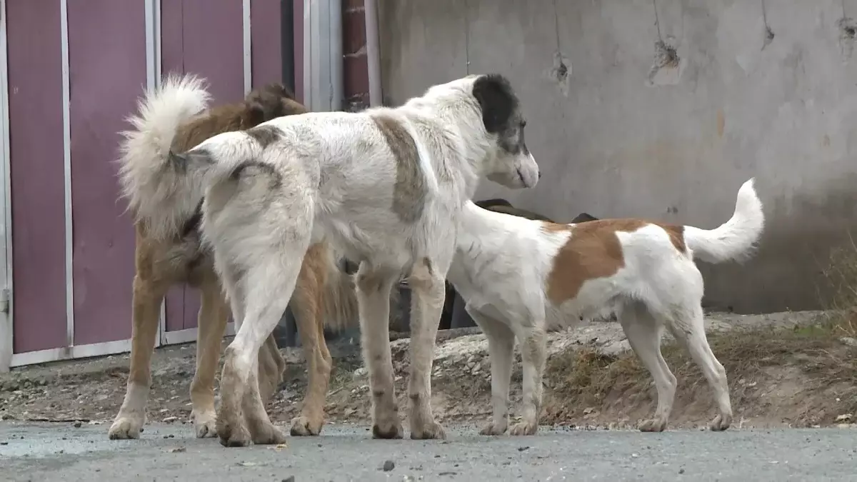 Қаңғыбас иттерге қамқорлықпен қарау қоғам арасына сына қақпауға тиіс - Президент