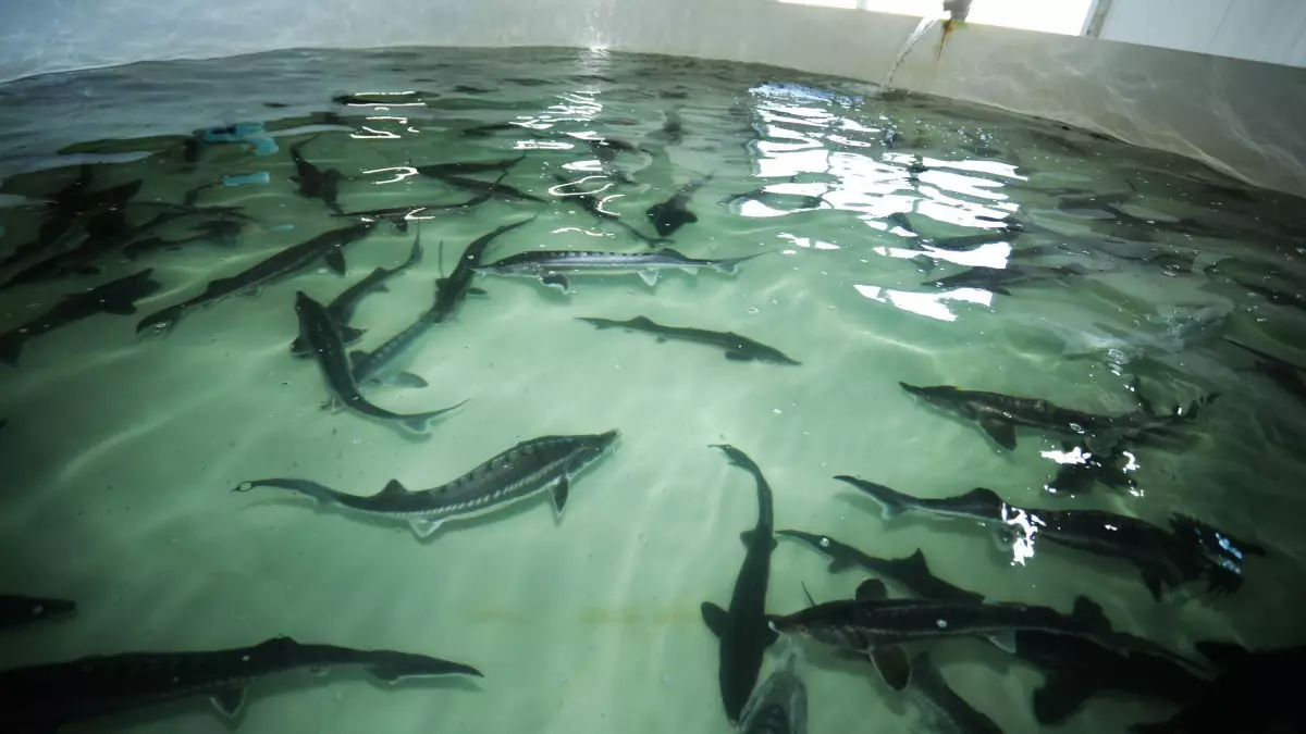 У жителя Атырау изъято 501,9 кг рыбы осетровых пород