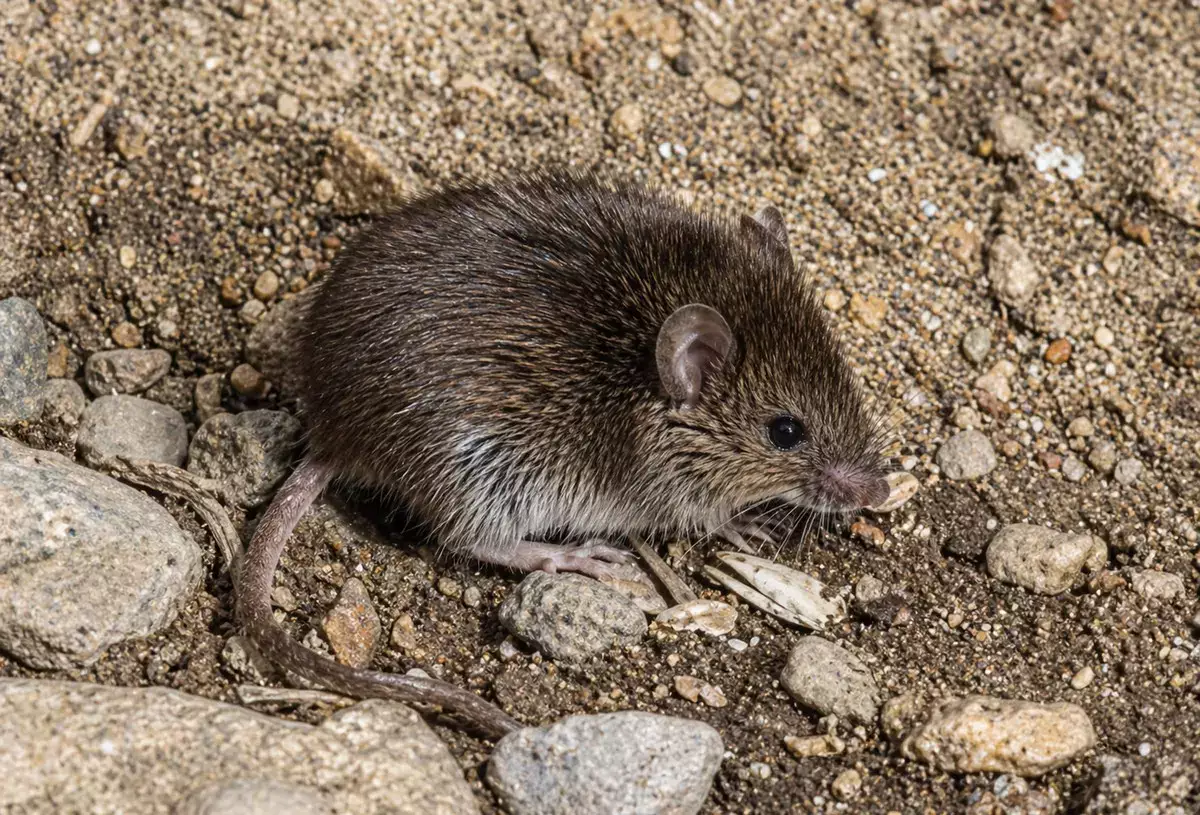 Миловидный зверек озадачил жителей Актау - новости на Lada.kz 25.04.2026