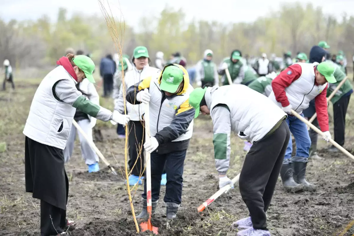 Таза Қазақстан: Оралда 1000 түп ағаш көшеті отырғызылды