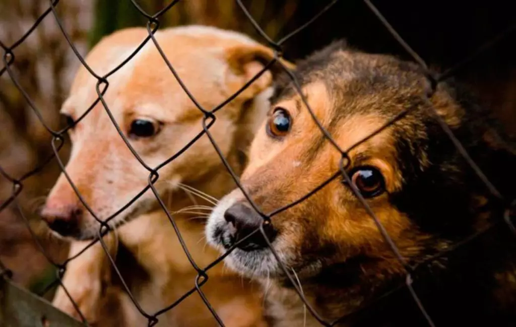 Токаев поручил ужесточить наказание за жестокое обращение с животными