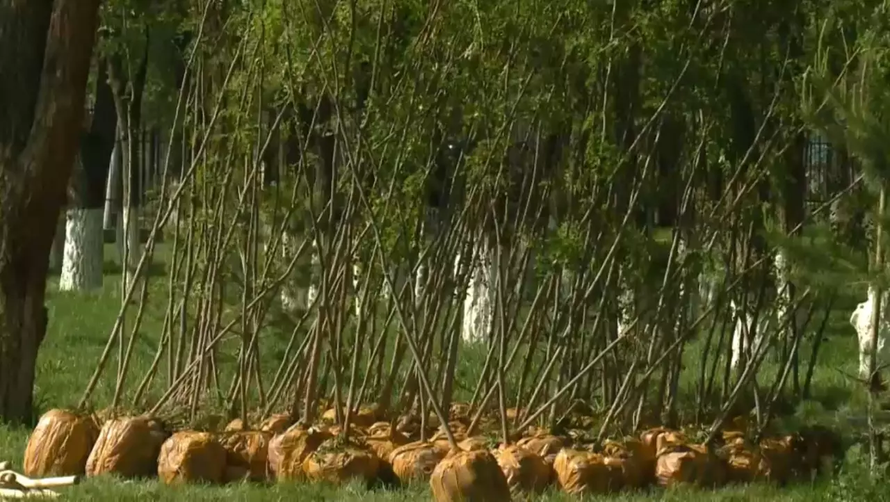 Қонаевта халық сенбілікке белсене қатысып жүр