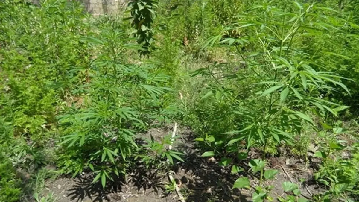 Әзербайжанда қарасора өсірді деген күдікпен екі адам ұсталды