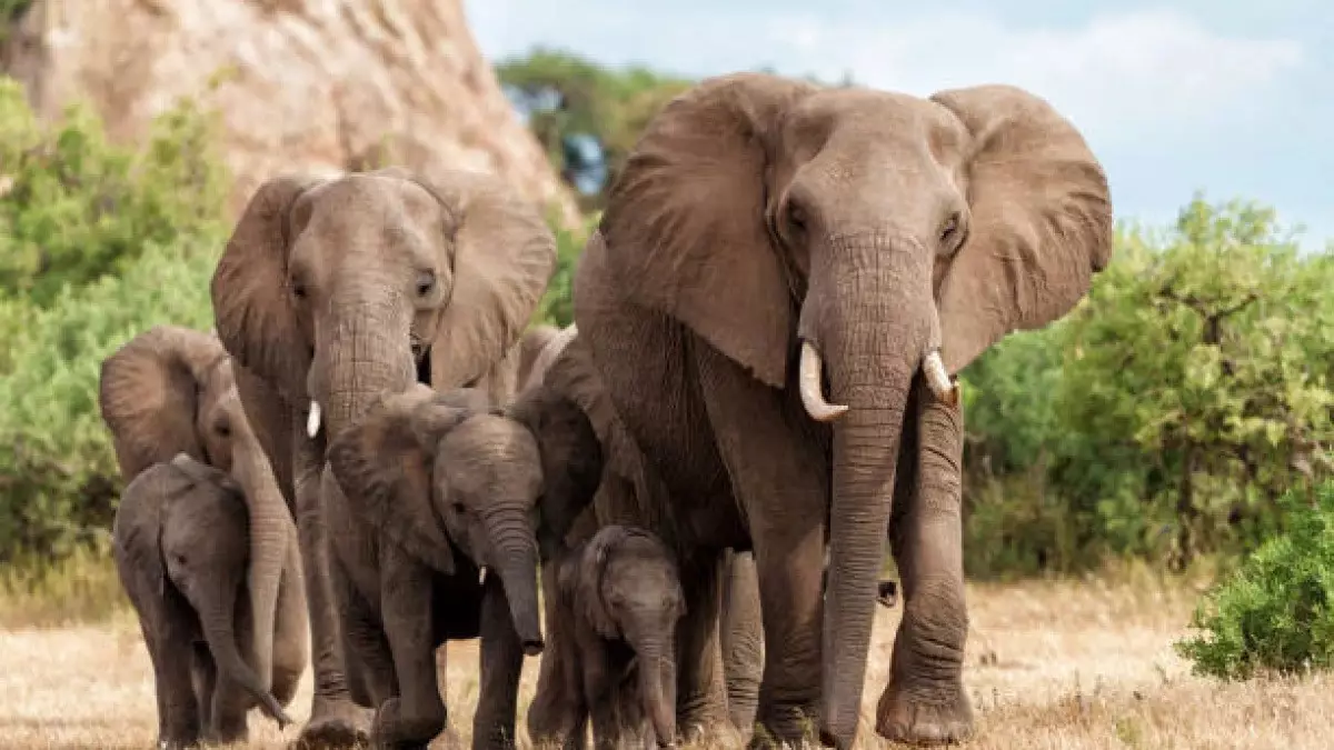 Африкада аңшылыққа шыққан америкалық миллионерді пілдер таптап өлтірді