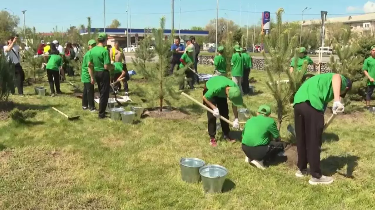 8500 саженцев высадили в области Жетысу