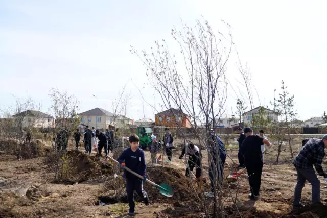 Үркер жасыл желекке бөленді: бір күнде 400-ден астам ағаш егілді