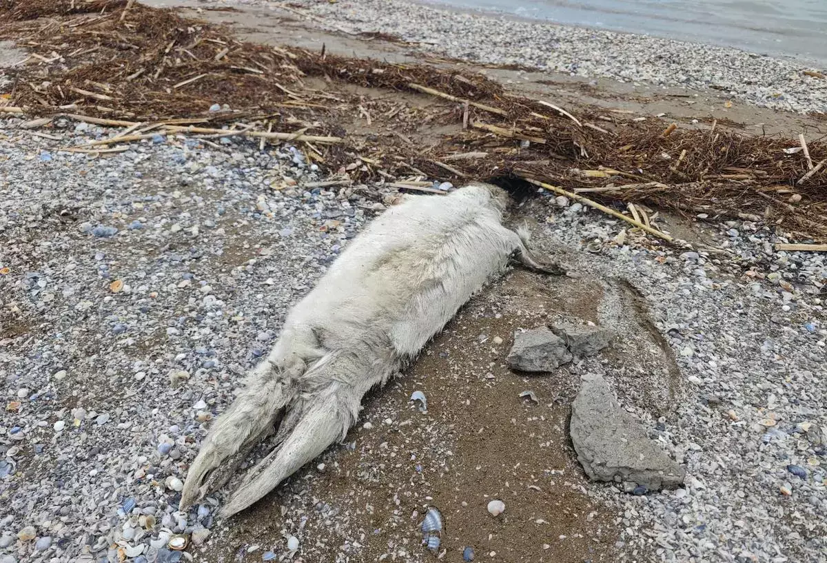 Несколько десятков туш тюленей нашли у берегов Каспия в Мангистау - новости на Lada.kz 25.04.2026