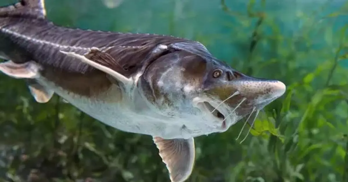  Сақ болыңыз: балық сатып алғандар сотталуы мүмкін 