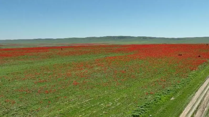 Тюльпановые ковры распростёрлись в степях Жамбыла