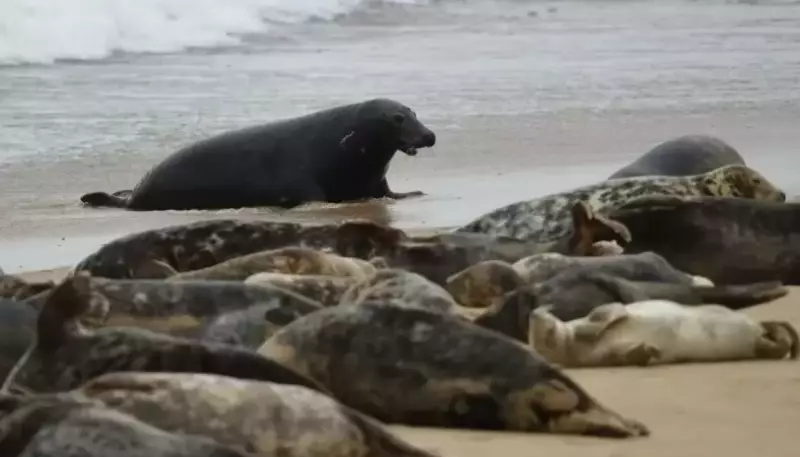 На Каспии нашли десятки мертвых тюленей
