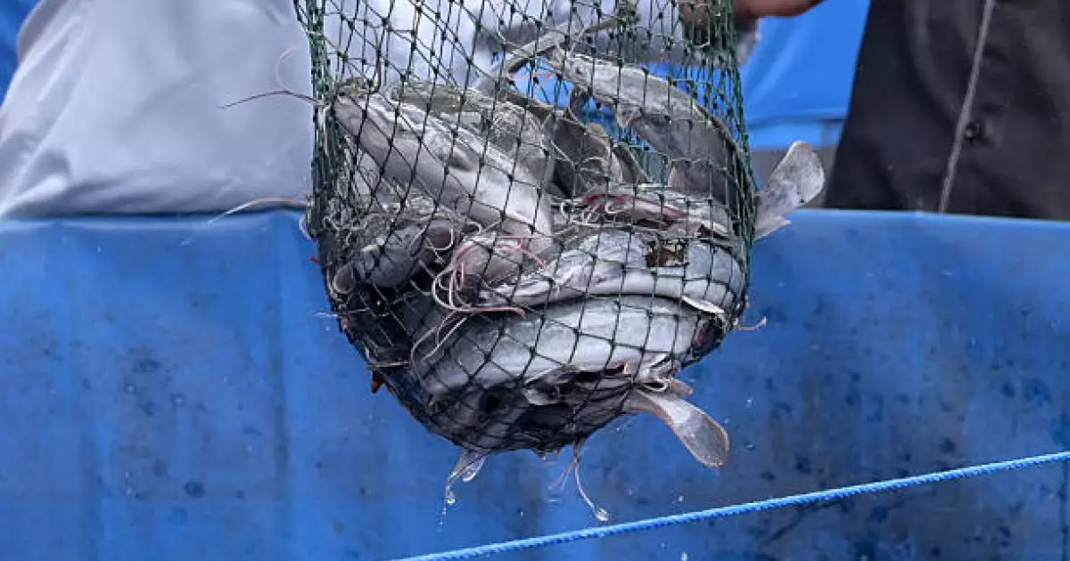  Көлігінен 500 келі бекіре табылған Атырау тұрғыны сотталды 