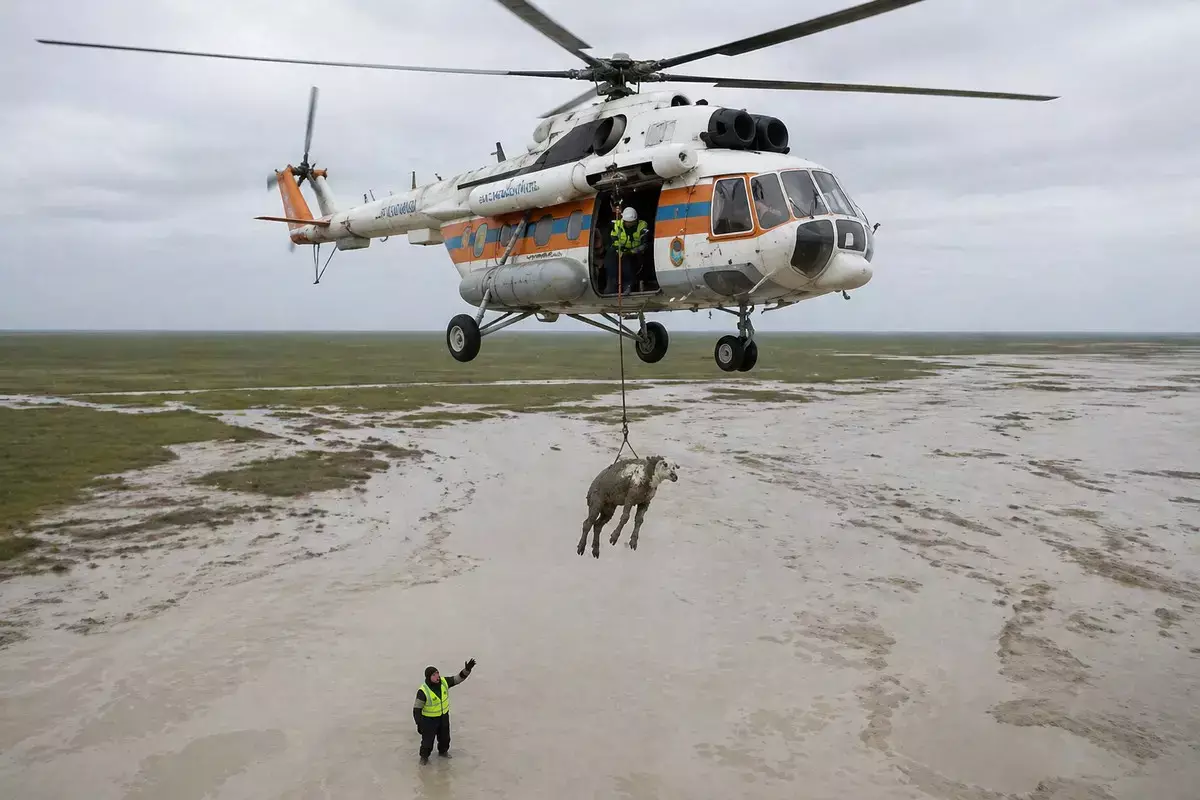 В Мангистау спасатели уберегли ягненка от смерти в степи - новости на Lada.kz 25.04.2026