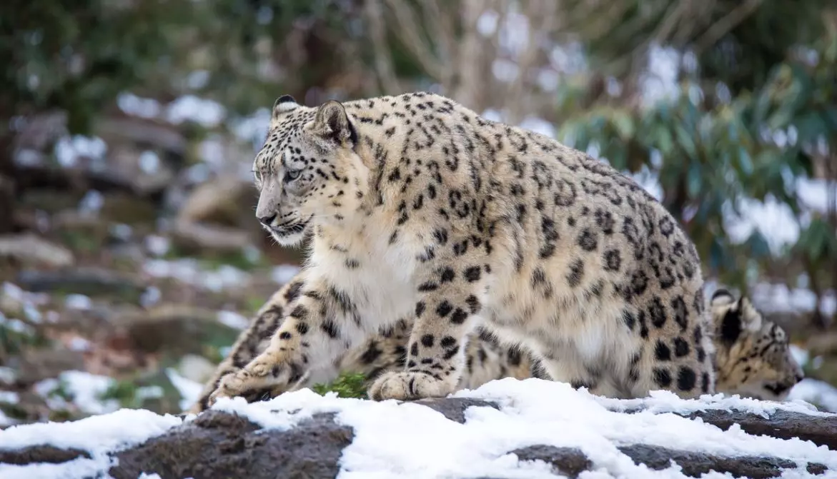 В Казахстане за 30 лет вдвое увеличилась популяция снежных барсов.