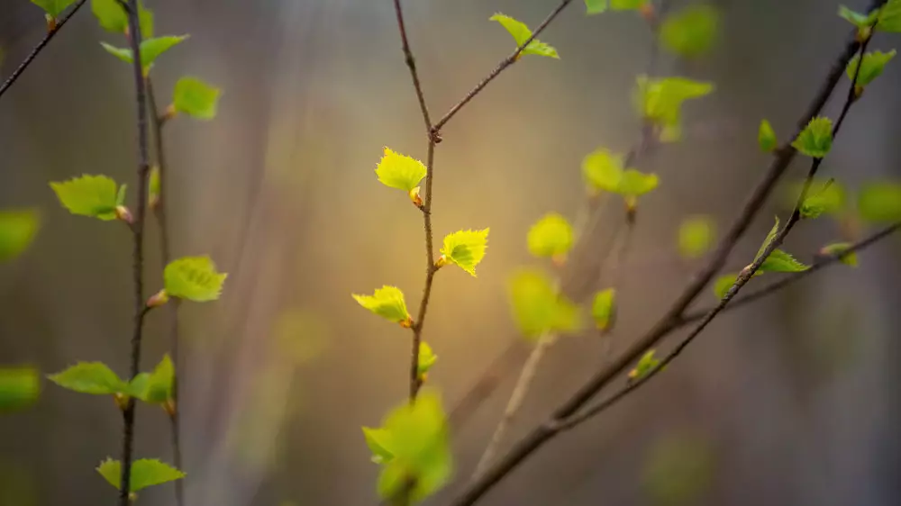Күн күркірейді, бұршақ жауады және 30 градус ыстық: 26 сәуірде ауа райы қандай болады?
