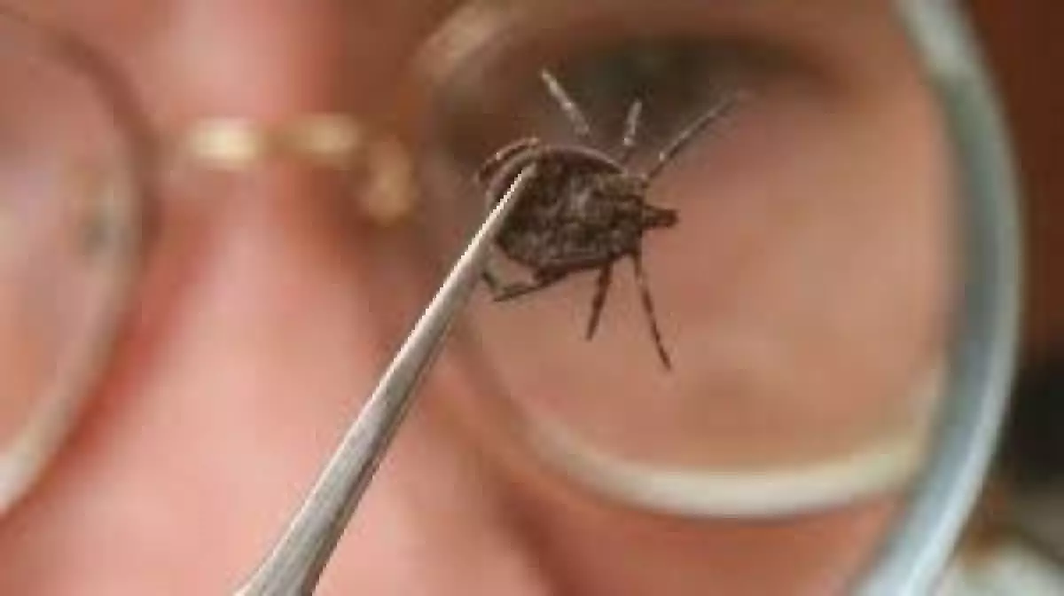 Кене маусымы басталды: маман сақтану жолдарын түсіндірді