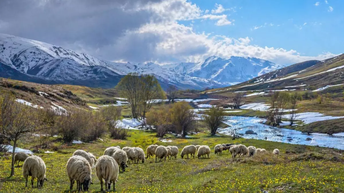 «Қар аралас жаңбыр жауып, күн суытады»: Арқада «отамалы»  басталды ма