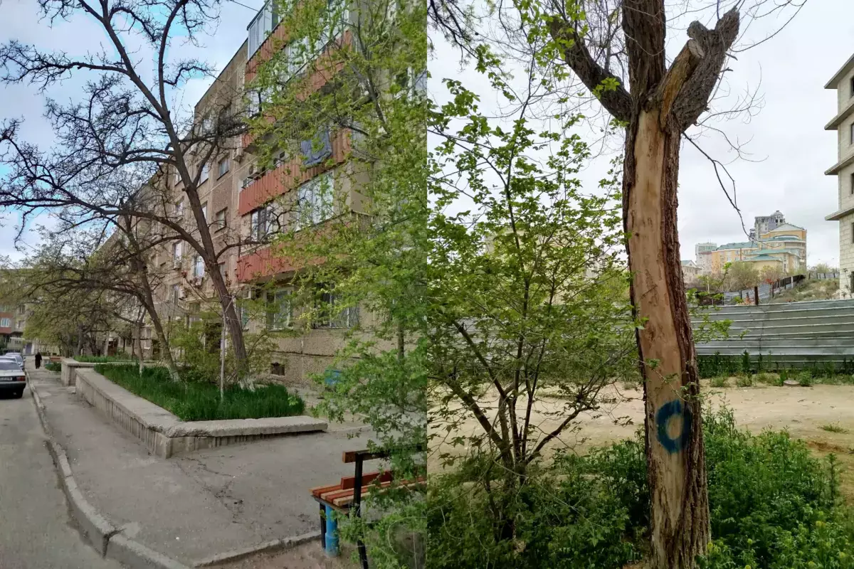 Житель Актау уже год не может добиться спила сухостоя - новости на Lada.kz 26.04.2026